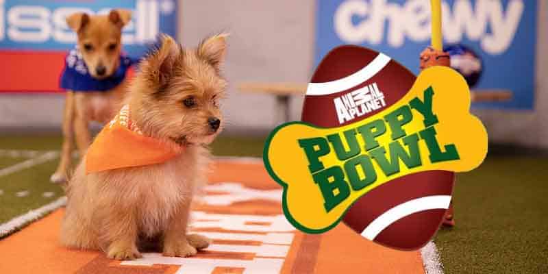 legally betting on the puppy bowl 2023